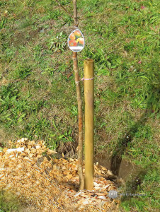 Pfähle Kdi (bis 50 Stück) d = 5cm veschiedene Längen