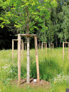 Pfähle Kdi, d = 7cm veschiedene Längen