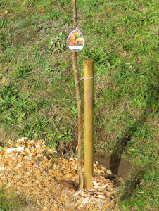 Pfähle Kdi (bis 10 Stück) d = 8cm veschiedene Längen